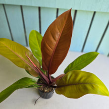 Load image into Gallery viewer, #R107 Philodendron Prince of Orange