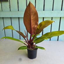 Load image into Gallery viewer, #R107 Philodendron Prince of Orange
