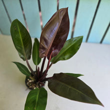 Load image into Gallery viewer, #RD13 Philodendron Red Sun