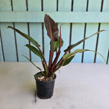 Load image into Gallery viewer, #RD13 Philodendron Red Sun