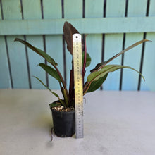 Load image into Gallery viewer, #RD13 Philodendron Red Sun