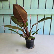 Load image into Gallery viewer, #RD13 Philodendron Red Sun