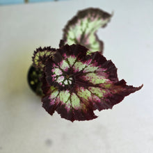 Load image into Gallery viewer, #RD39 Begonia Unknown