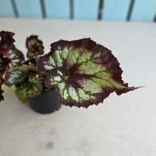 Load image into Gallery viewer, #RD39 Begonia Unknown