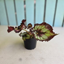 Load image into Gallery viewer, #RD39 Begonia Unknown