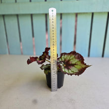 Load image into Gallery viewer, #RD39 Begonia Unknown