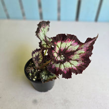 Load image into Gallery viewer, #RD39 Begonia Unknown