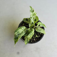 Load image into Gallery viewer, #R777 Mint Variegated Monstera Adansonii
