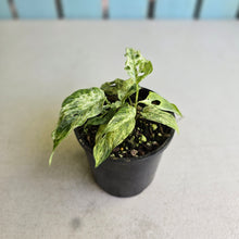 Load image into Gallery viewer, #R777 Mint Variegated Monstera Adansonii