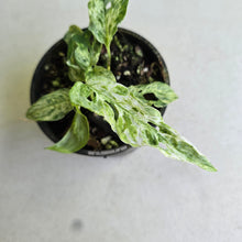 Load image into Gallery viewer, #R777 Mint Variegated Monstera Adansonii