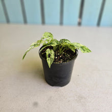 Load image into Gallery viewer, #R777 Mint Variegated Monstera Adansonii