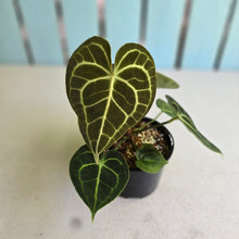 Load image into Gallery viewer, #R400 Anthurium Clarinervium