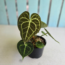 Load image into Gallery viewer, #R400 Anthurium Clarinervium