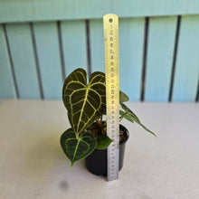 Load image into Gallery viewer, #R400 Anthurium Clarinervium