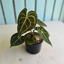 Load image into Gallery viewer, #R400 Anthurium Clarinervium