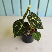 Load image into Gallery viewer, #R400 Anthurium Clarinervium