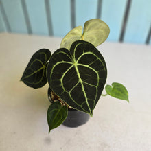 Load image into Gallery viewer, #R400 Anthurium Clarinervium
