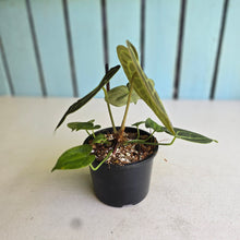 Load image into Gallery viewer, #R400 Anthurium Clarinervium