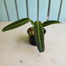 Load image into Gallery viewer, #R323 Anthurium Warocqueanum - Possibly Dark Narrow / Possibly Normal