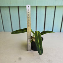 Load image into Gallery viewer, #R323 Anthurium Warocqueanum - Possibly Dark Narrow / Possibly Normal