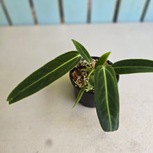 Load image into Gallery viewer, #R323 Anthurium Warocqueanum - Possibly Dark Narrow / Possibly Normal