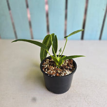 Load image into Gallery viewer, #R323 Anthurium Warocqueanum - Possibly Dark Narrow / Possibly Normal