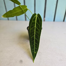 Load image into Gallery viewer, #R72 Anthurium Warocqueanum - Normal Form