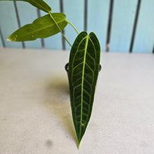 Load image into Gallery viewer, #R72 Anthurium Warocqueanum - Normal Form