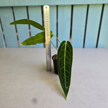 Load image into Gallery viewer, #R72 Anthurium Warocqueanum - Normal Form