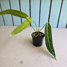 Load image into Gallery viewer, #R72 Anthurium Warocqueanum - Normal Form