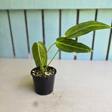 Load image into Gallery viewer, #R72 Anthurium Warocqueanum - Normal Form