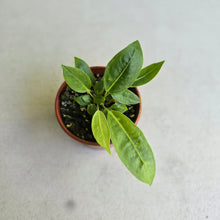 Load image into Gallery viewer, #D4 Two x Anthurium Punctatum Seedlings