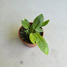 Load image into Gallery viewer, #D4 Two x Anthurium Punctatum Seedlings