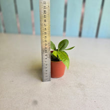Load image into Gallery viewer, #D4 Two x Anthurium Punctatum Seedlings
