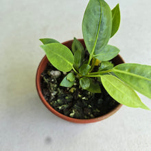 Load image into Gallery viewer, #D4 Two x Anthurium Punctatum Seedlings