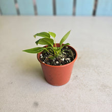 Load image into Gallery viewer, #D4 Two x Anthurium Punctatum Seedlings