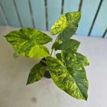 Load image into Gallery viewer, #RD54 Two x Variegated Alocasia Gageana