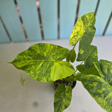 Load image into Gallery viewer, #RD54 Two x Variegated Alocasia Gageana