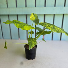 Load image into Gallery viewer, #RD54 Two x Variegated Alocasia Gageana