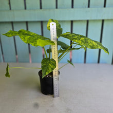 Load image into Gallery viewer, #RD54 Two x Variegated Alocasia Gageana