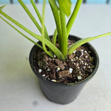 Load image into Gallery viewer, #RD54 Two x Variegated Alocasia Gageana