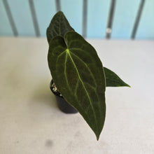 Load image into Gallery viewer, #D26 Anthurium (Papillilaminum x Black Sensation) x