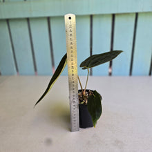 Load image into Gallery viewer, #D26 Anthurium (Papillilaminum x Black Sensation) x