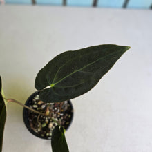 Load image into Gallery viewer, #D26 Anthurium (Papillilaminum x Black Sensation) x