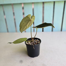 Load image into Gallery viewer, #D26 Anthurium (Papillilaminum x Black Sensation) x