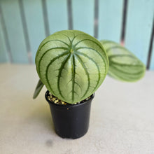 Load image into Gallery viewer, #R2 Peperomia Argyreia 'Silver Watermelon'