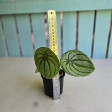 Load image into Gallery viewer, #R2 Peperomia Argyreia 'Silver Watermelon'