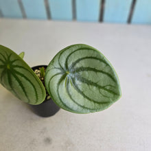 Load image into Gallery viewer, #R2 Peperomia Argyreia 'Silver Watermelon'