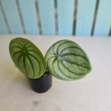 Load image into Gallery viewer, #R2 Peperomia Argyreia 'Silver Watermelon'