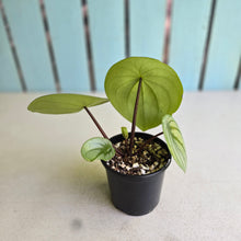 Load image into Gallery viewer, #R2 Peperomia Argyreia 'Silver Watermelon'